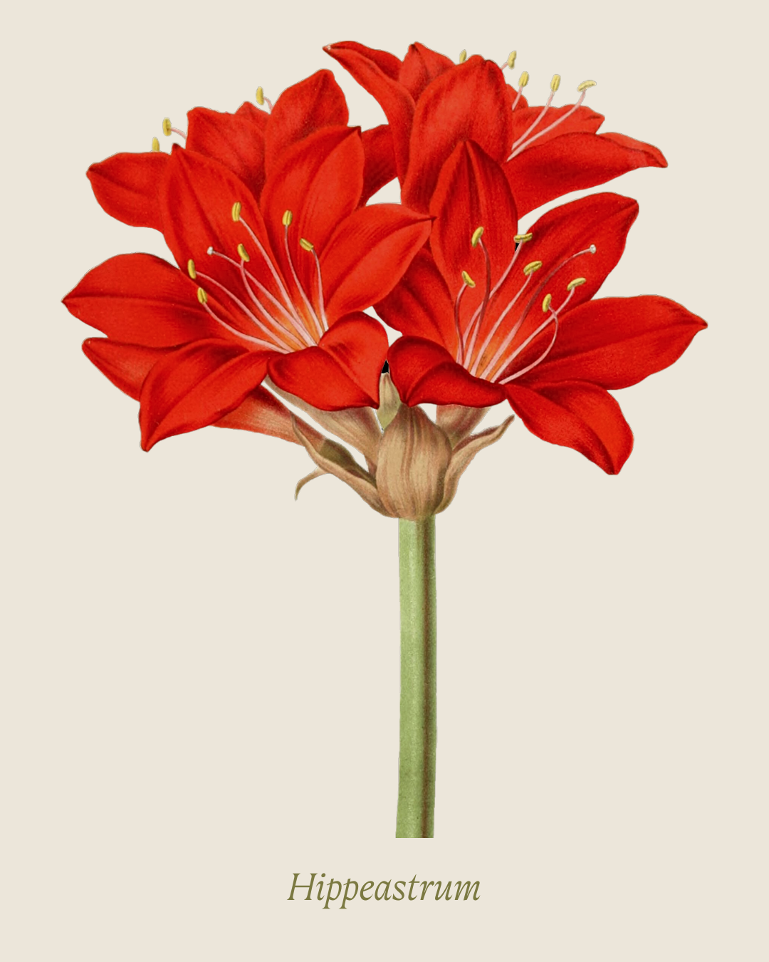 How to Grow Amaryllis Bulbs