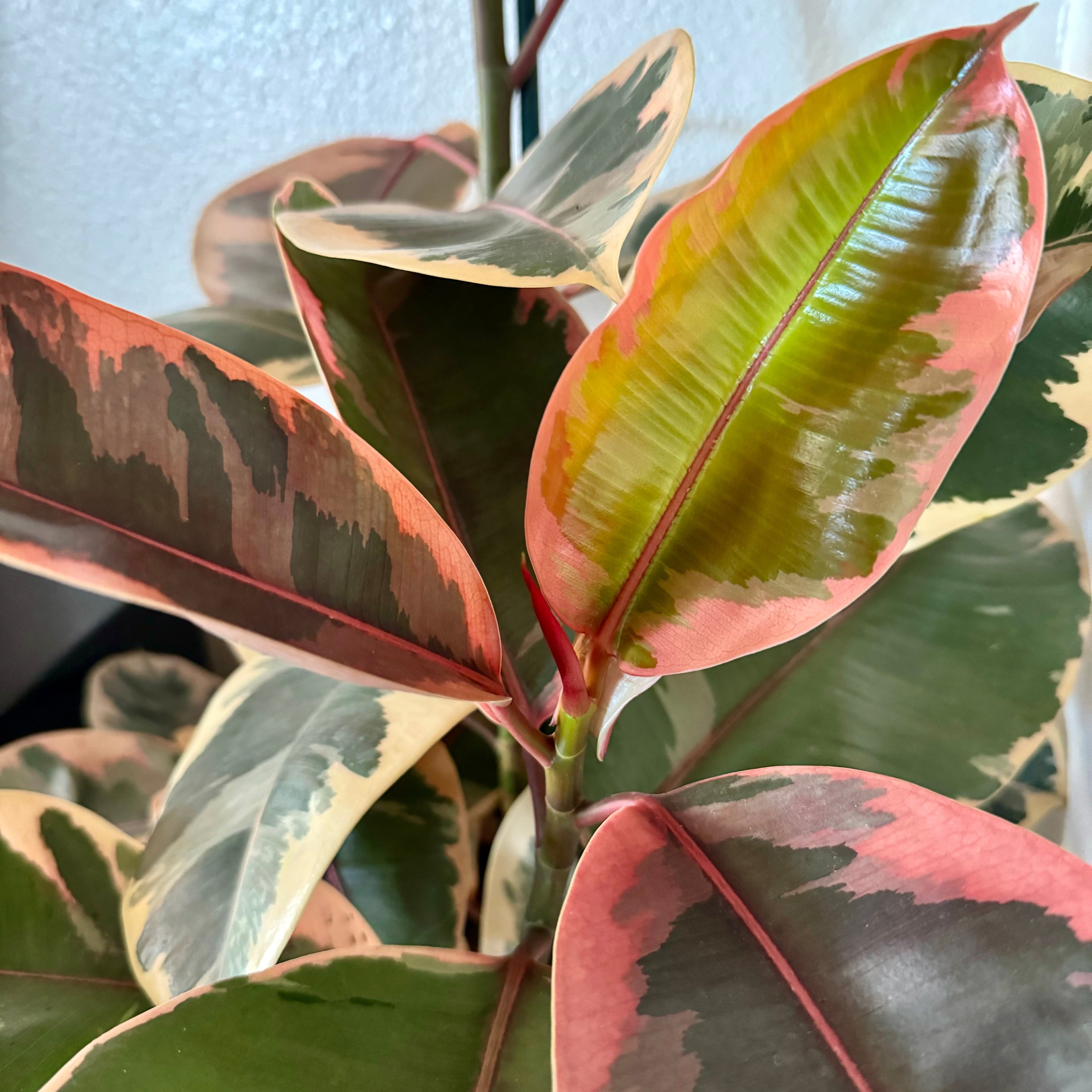 The Best Houseplants for Apartment Living