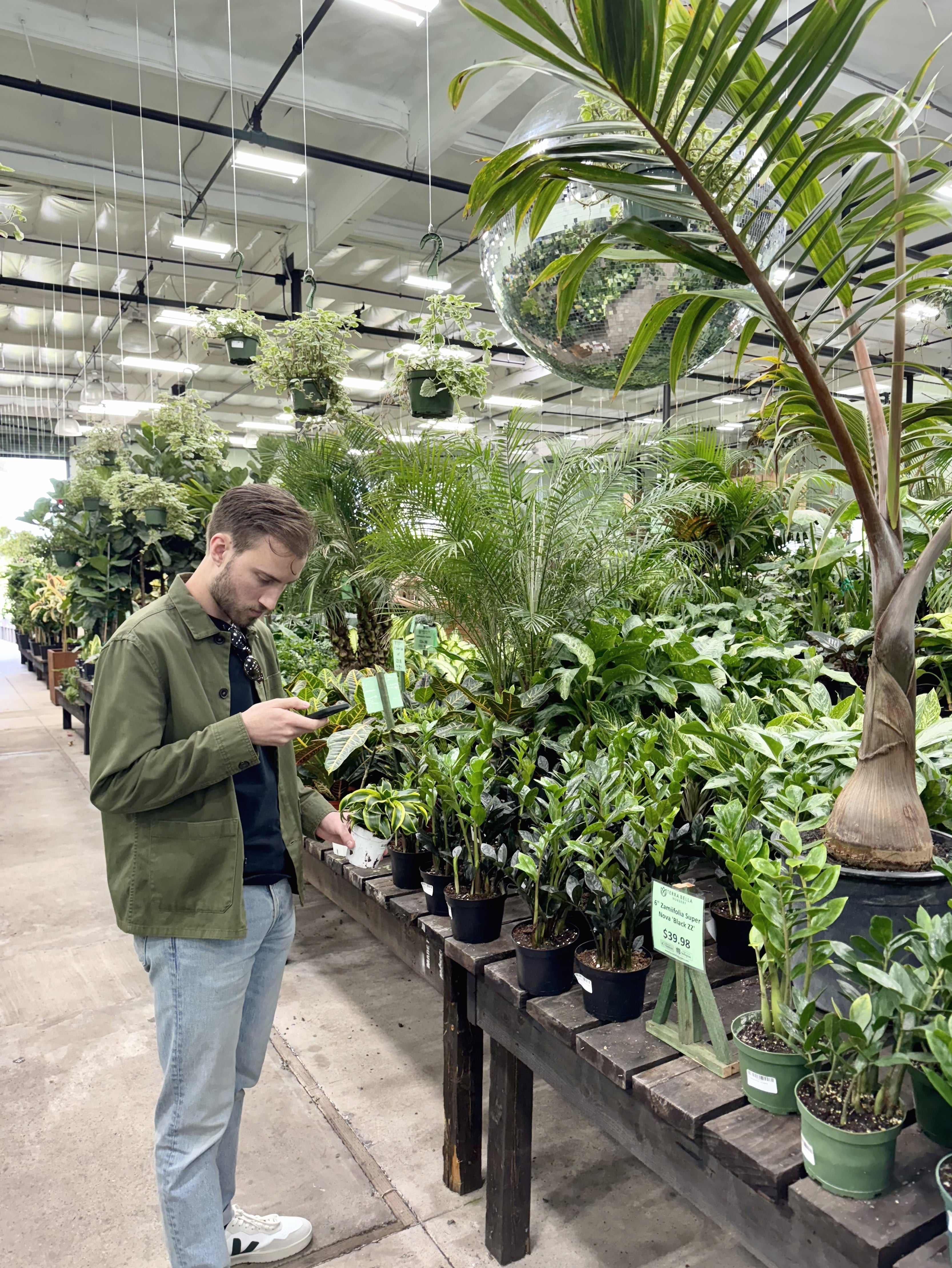 Where Should I Buy Houseplants?