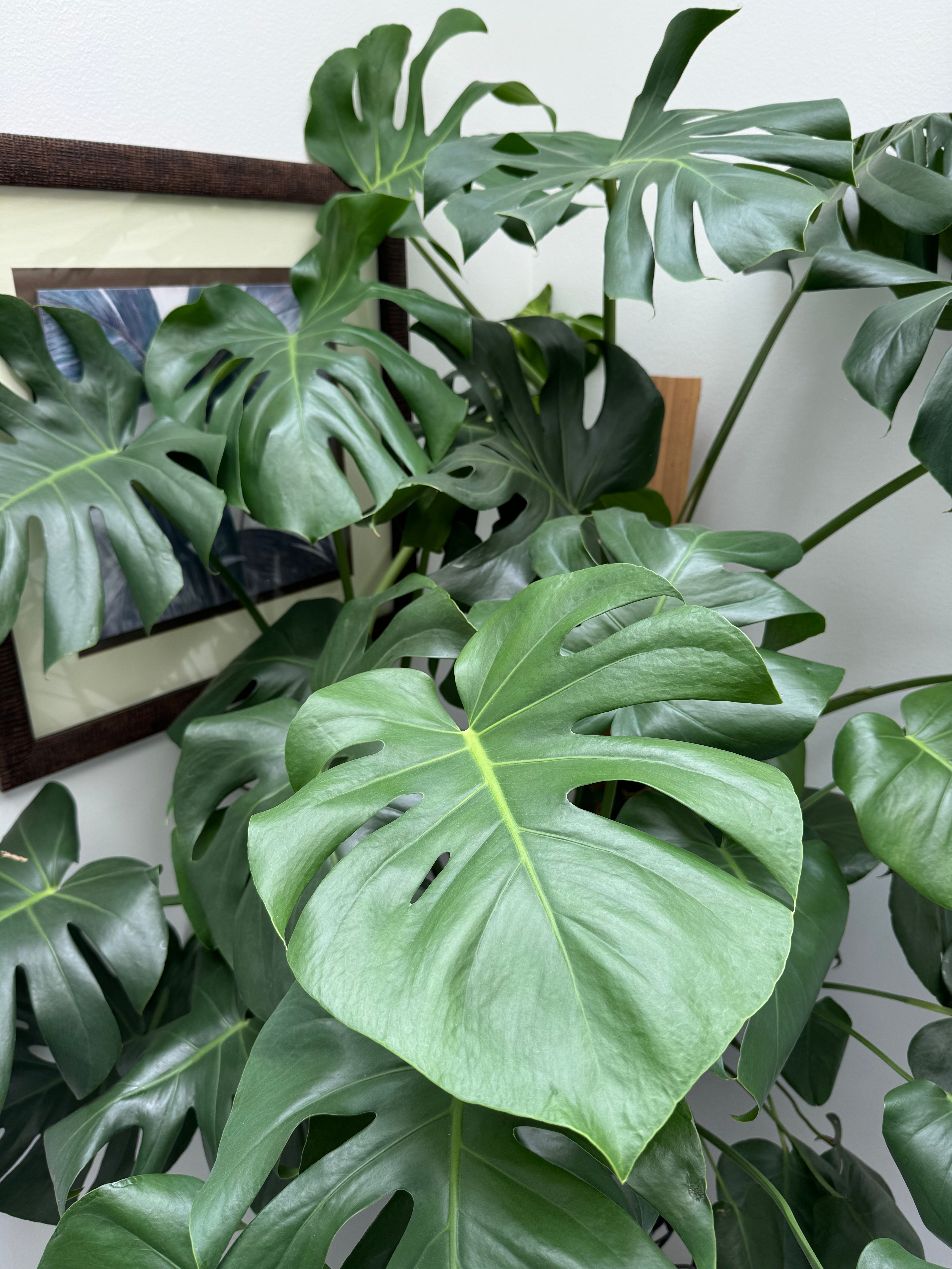 Spring Awakening: When and How to Move Your Houseplants Outside